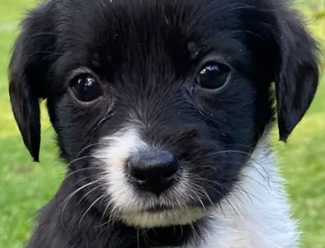 Milo
