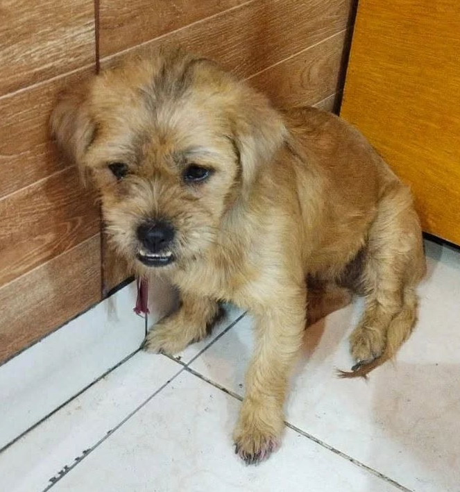 Bolita