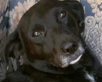 Bella